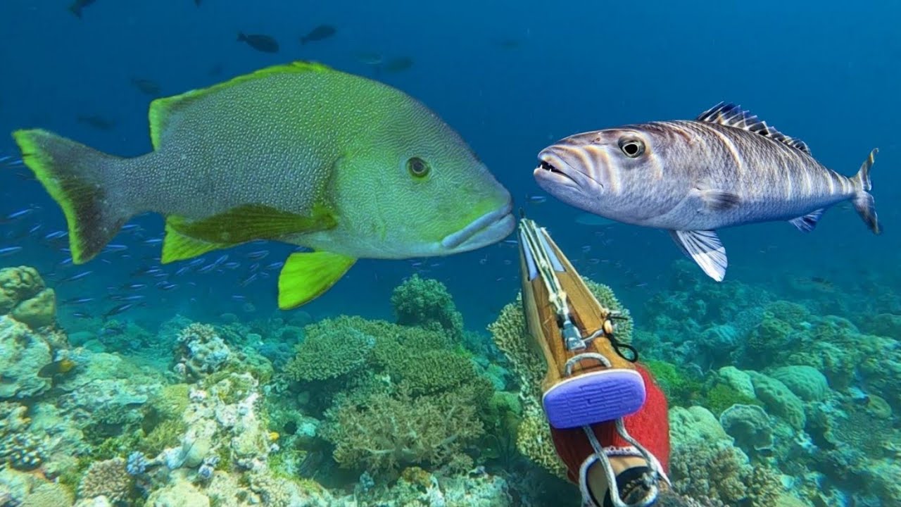 BERBURU IKAN BESAR PENGHUNI KARANG ATOL TERBESAR DI DUNIA 