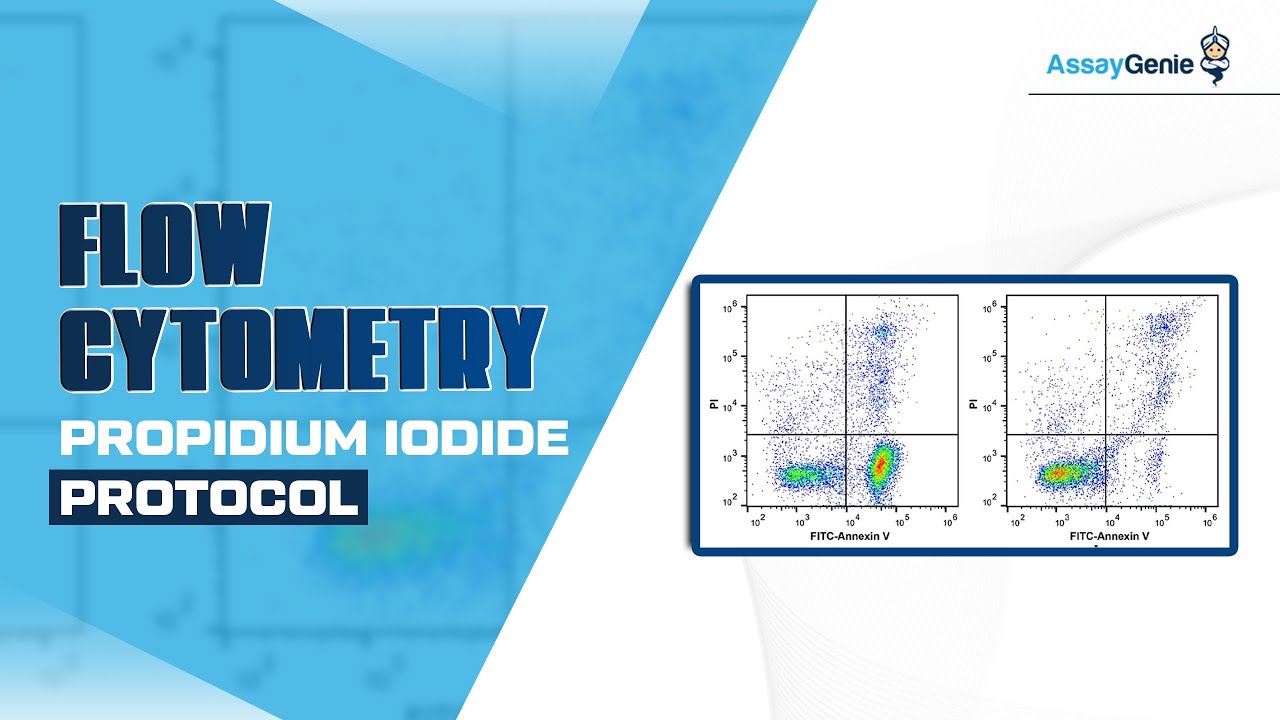 Flow Cytometry Propidium Iodide Protocol