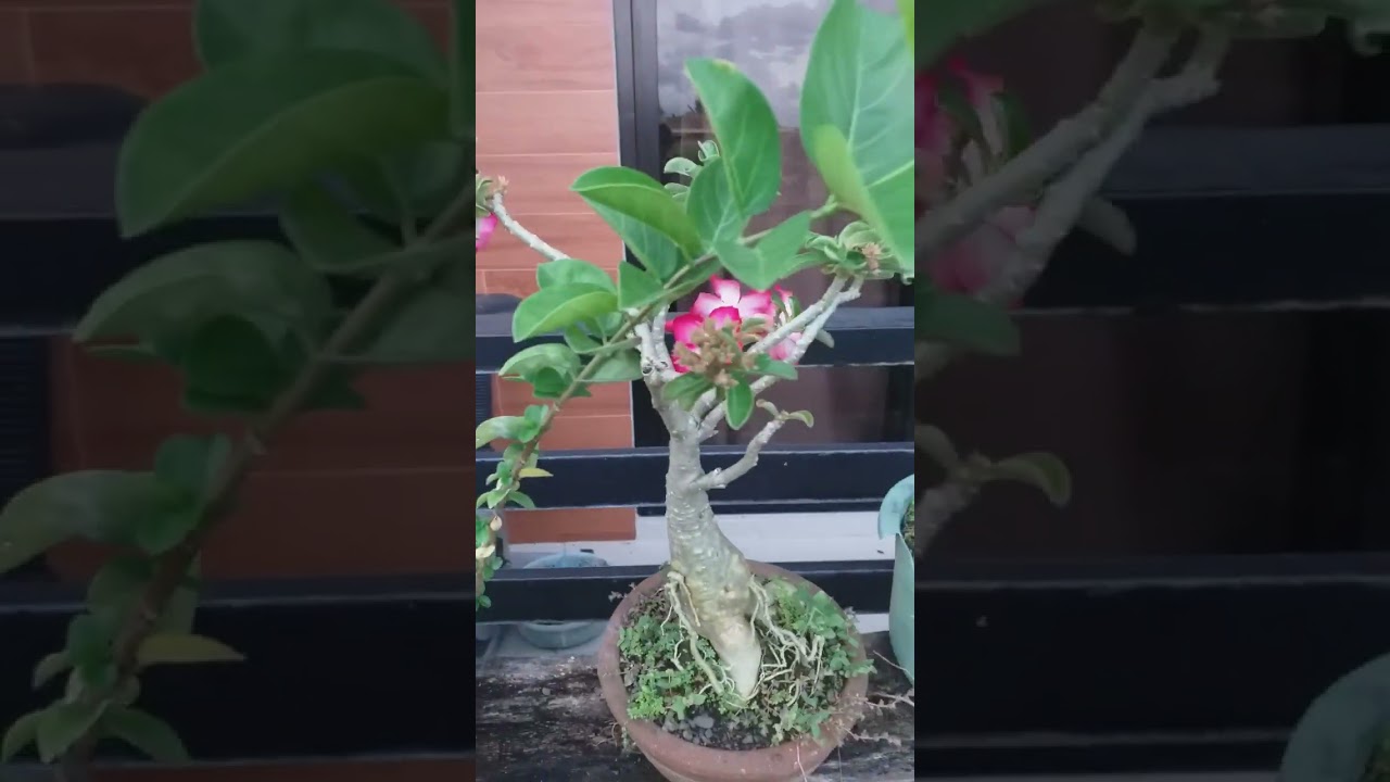 kalachuchi bonsai #bonsai #kalachuchi #plants #flower