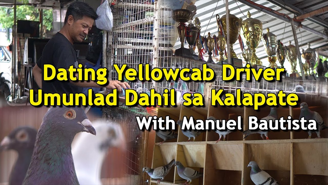 Dating Yellowcab Driver Umunlad sa Kalapate - Pag Alaga ng Kalapate -Manuel Bautista