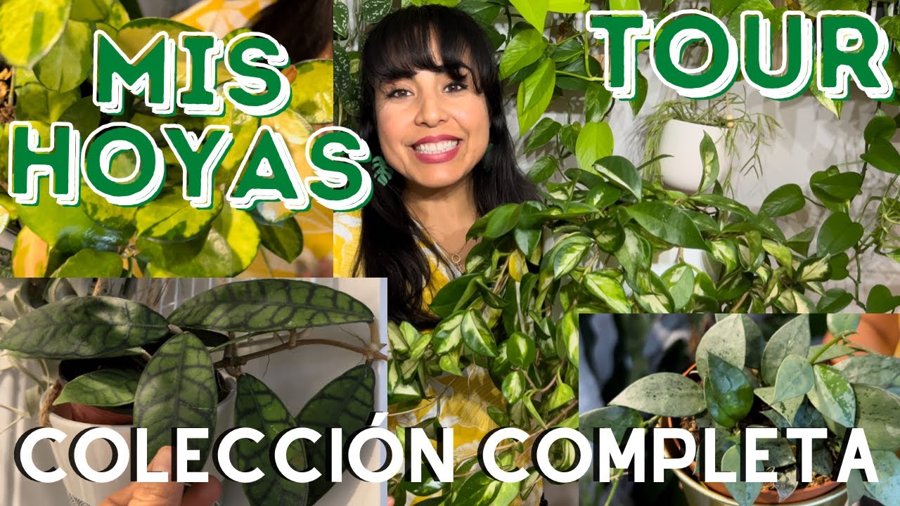 MI COLECCIÓN DE PLANTAS HOYA COMPLETA /  TOUR DE HOYAS CON NOMBRES / 30 DIFERENTES VARIEDADES!!! 💚