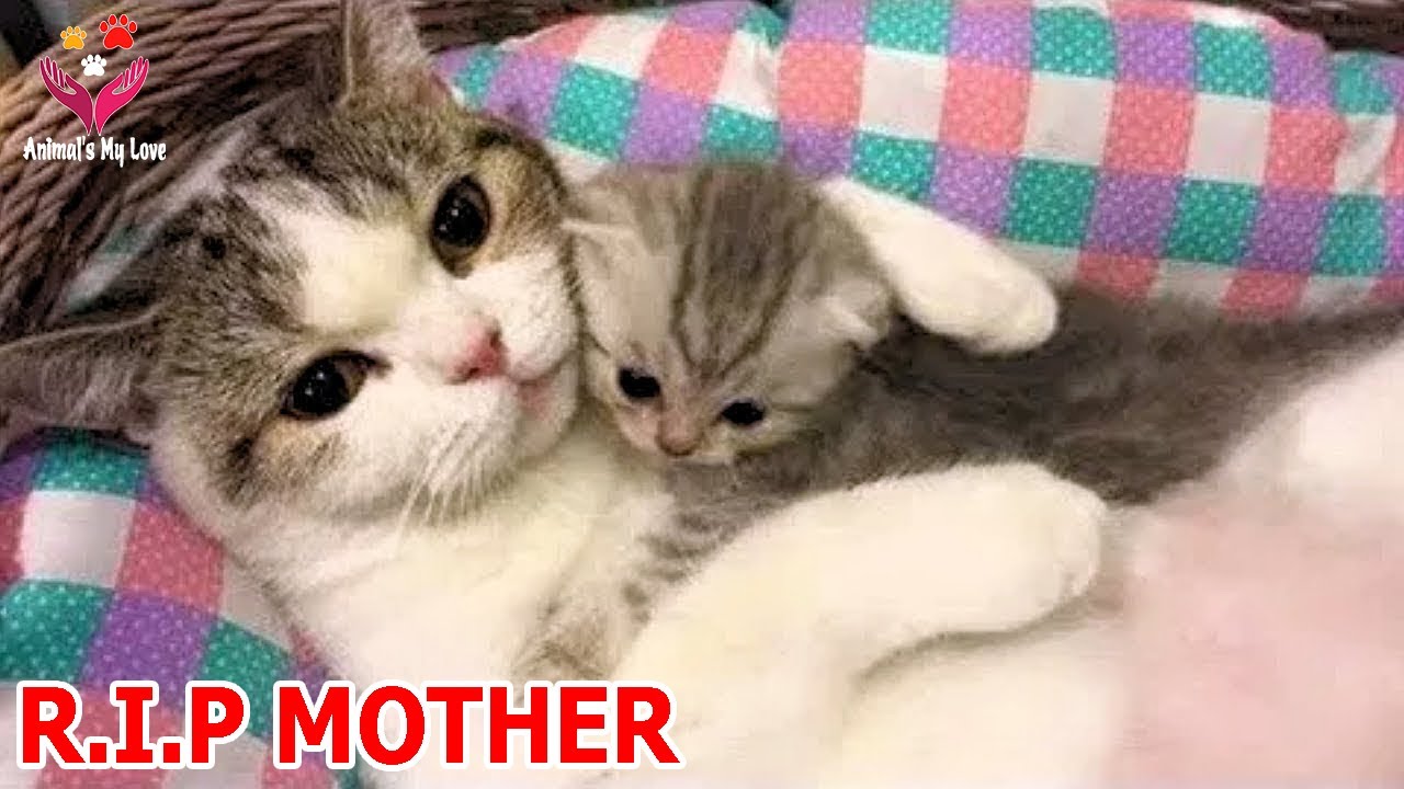 My mother cat saved me in a bad situation, we had to leave her on a winter day, Animls My Love