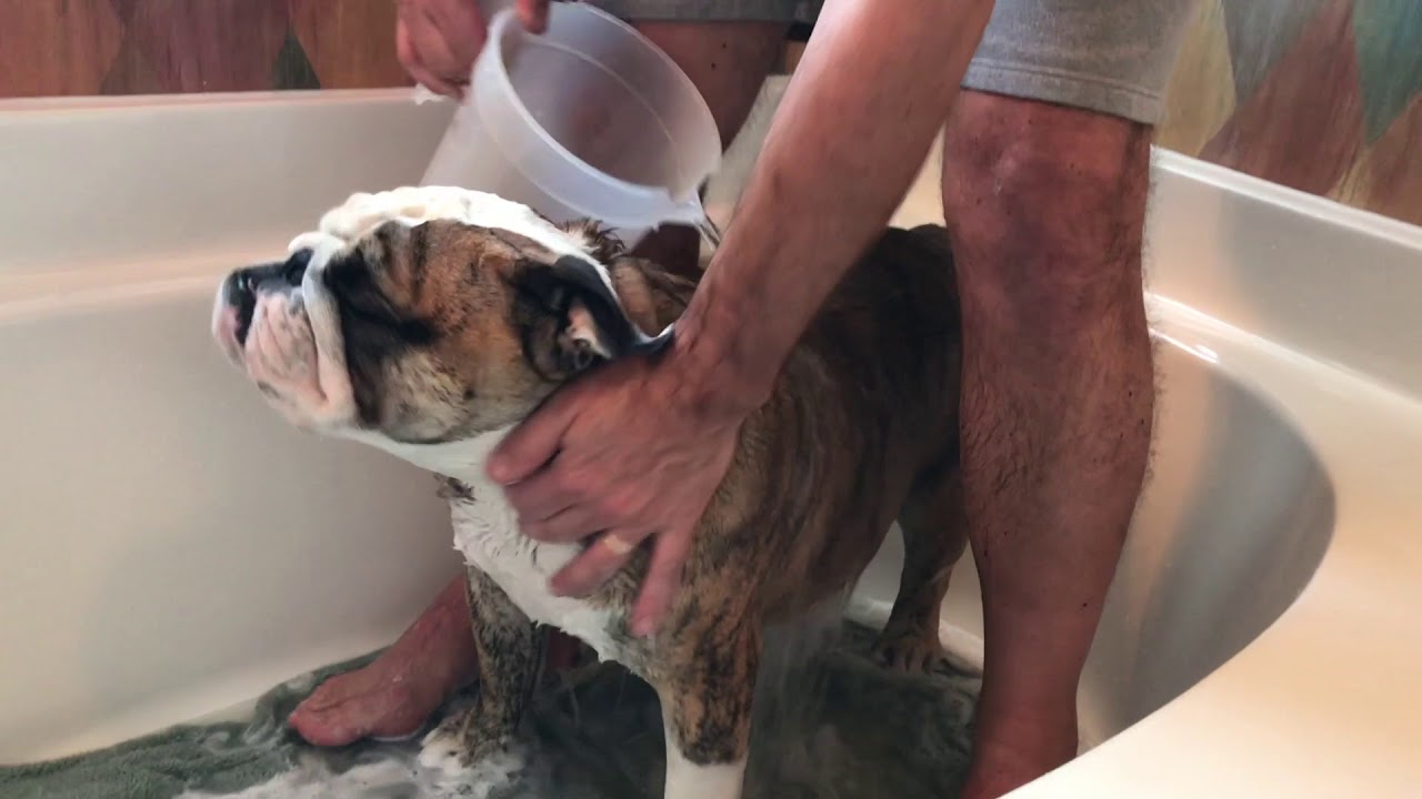 Reuben the Bulldog: Bath Day