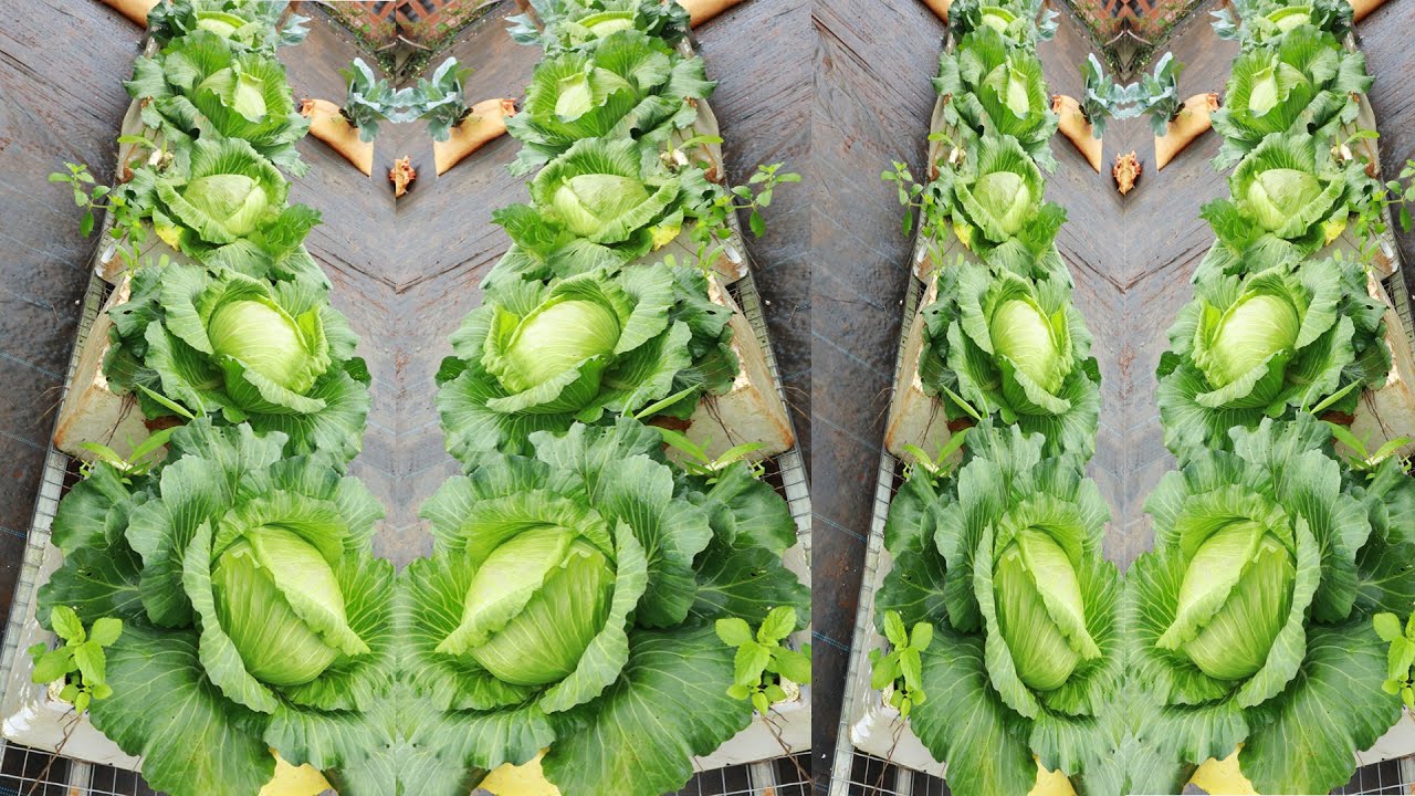 Выращивание капусты в пенополистироле - Капуста будет вкуснее при добавлении этой среды.