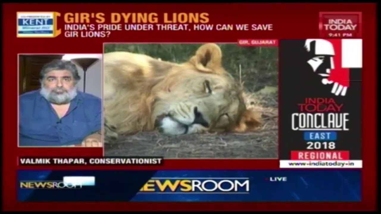23 Lions Die In 20 Days In Gir Forest: India's Pride Under Threat? | Ground Report