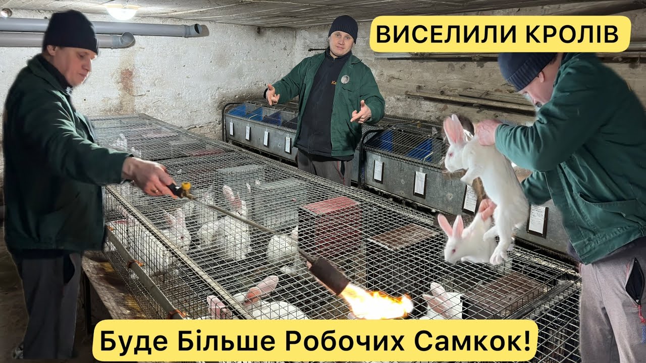 ЛЮДИ ХОЧУТЬ М’ЯСА КРОЛИКА ЯКОГО НЕ ВИСТАЧАЄ!🫣 БІЛЬШЕ РЕМОНТНИХ САМОК! ПОРЯДОК У КРОЛЯЧИХ КЛІТКАХ