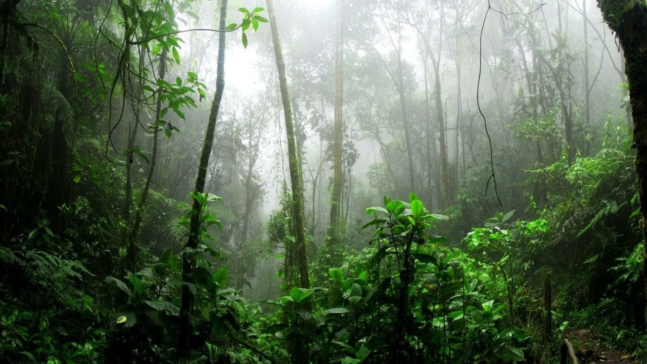 Rainfall deep in the rainforest 🌧️🌿