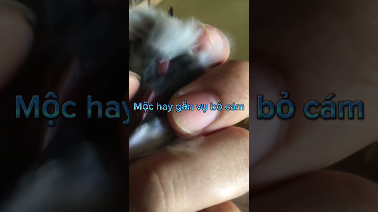 Chim tự nhiên bỏ cám là sao xin ý kiến mọi người ạ. Chào mào