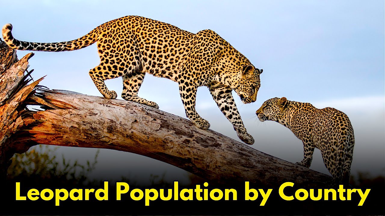 Leopard Population By Country