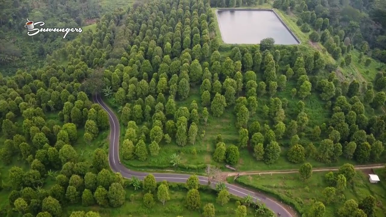 Kebun cengkeh patean kendal drone view #kebuncengkeh