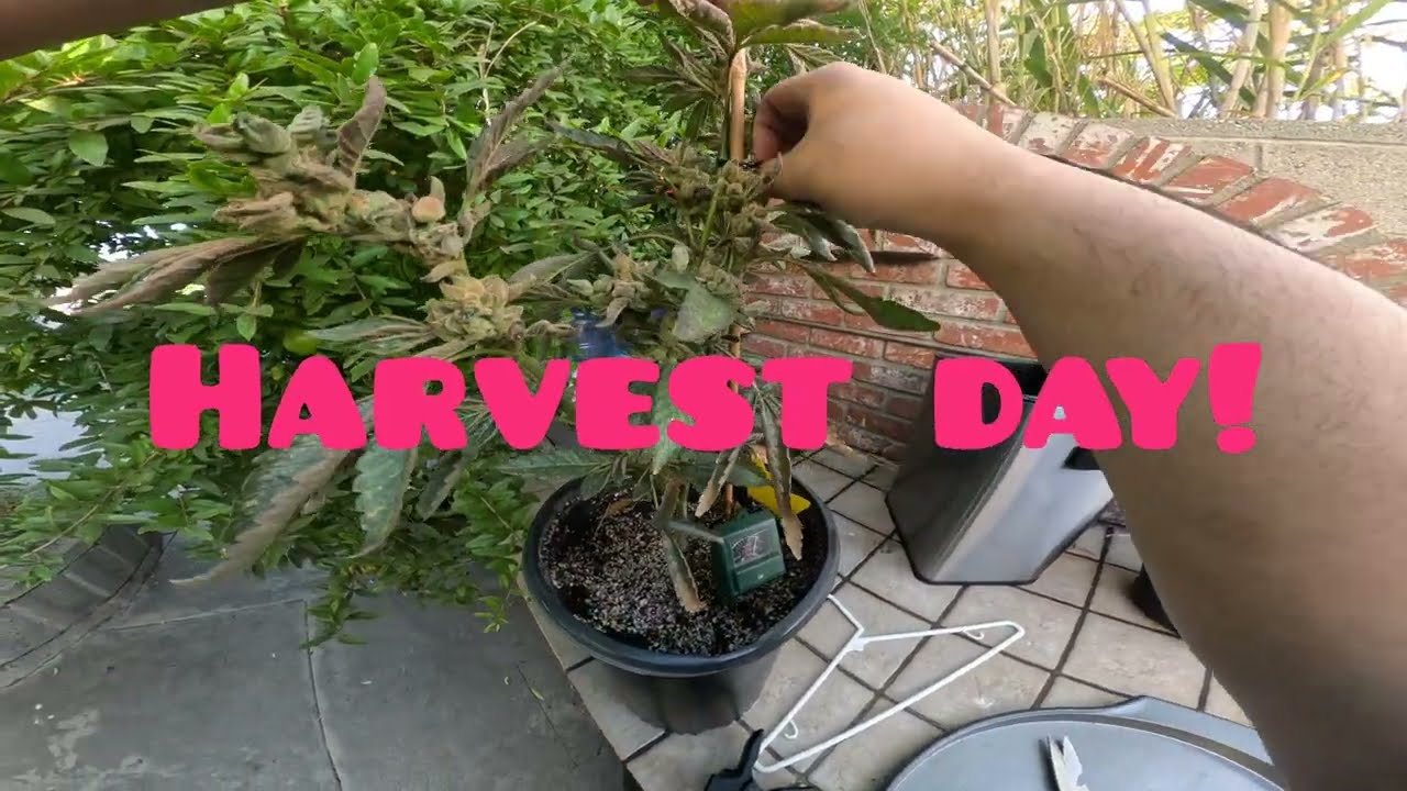 Cannabis Grow Journal  PART: 10