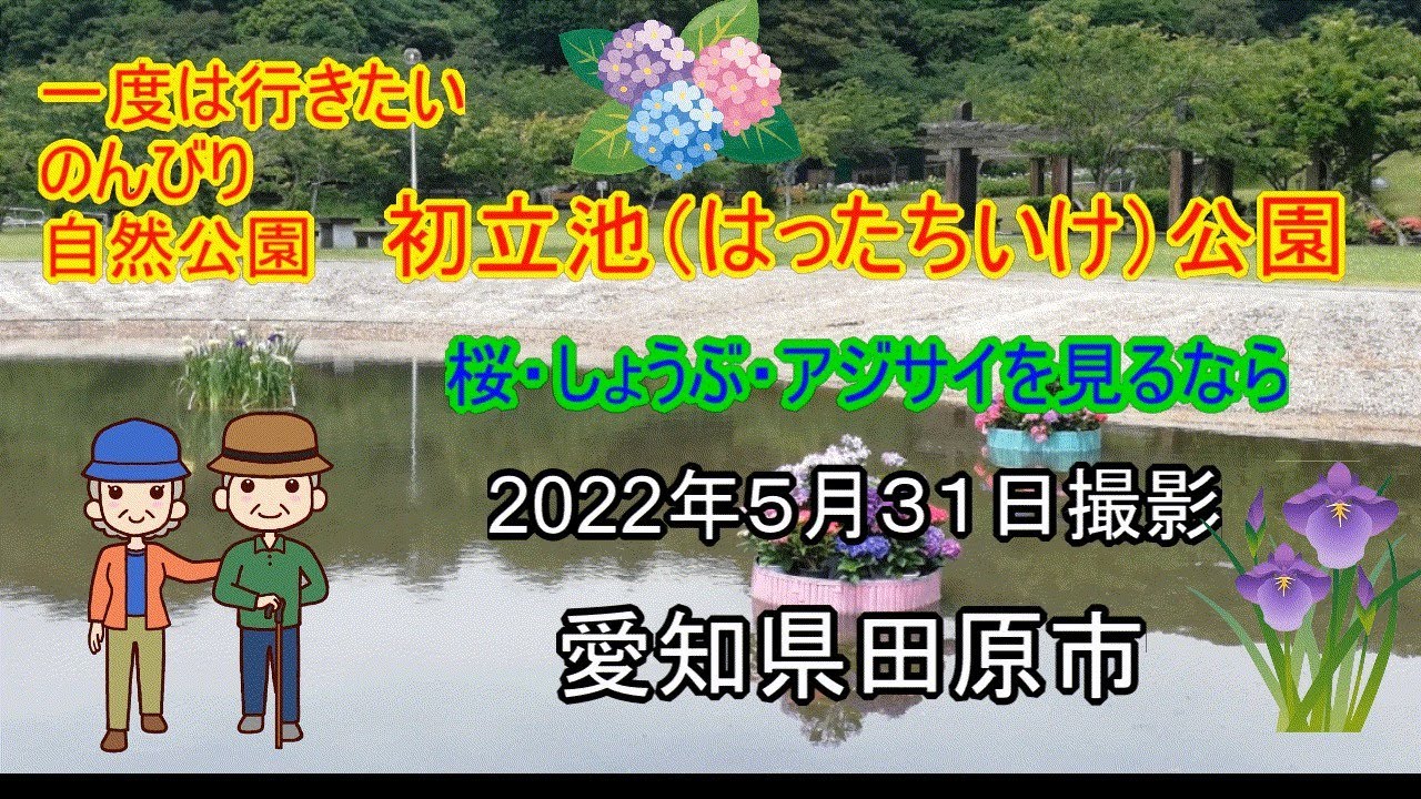 田原市の初立池公園にしょうぶとアジサイを見に行ってきました　還暦夫婦ナオユミのハイキングへ行こう