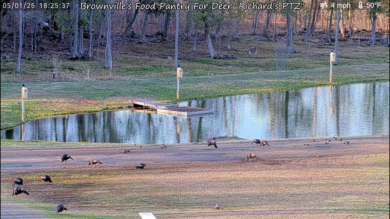 Brownville's Food Pantry For Deer 
