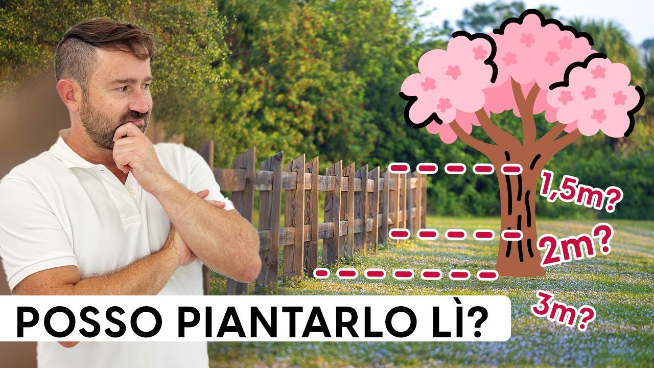 Distanze alberi dal confine: cosa dice la legge? 🌳 | Regole, rami e frutti dei vicini