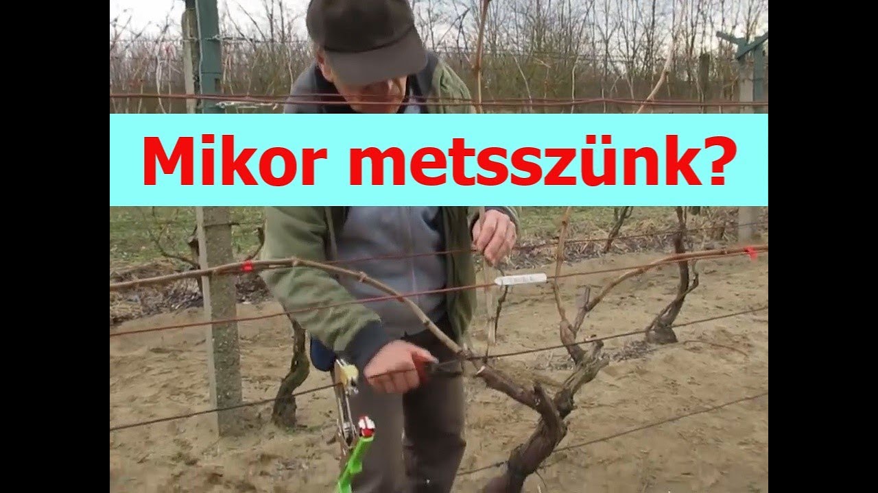 Mikor metsszünk, ősszel, vagy tavasszal?  Őszibarackról három percben