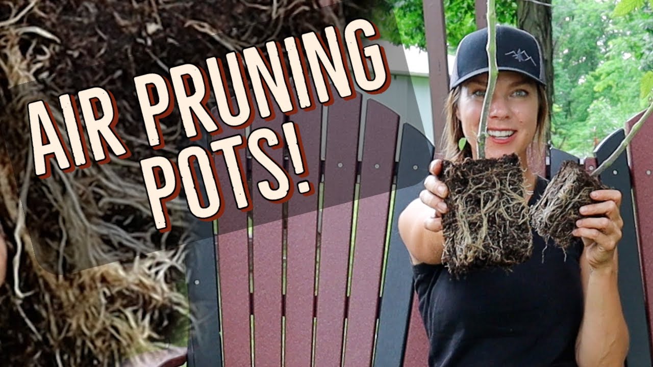 Air Pruning Pots vs Regular Pots : Growing Tomatoes