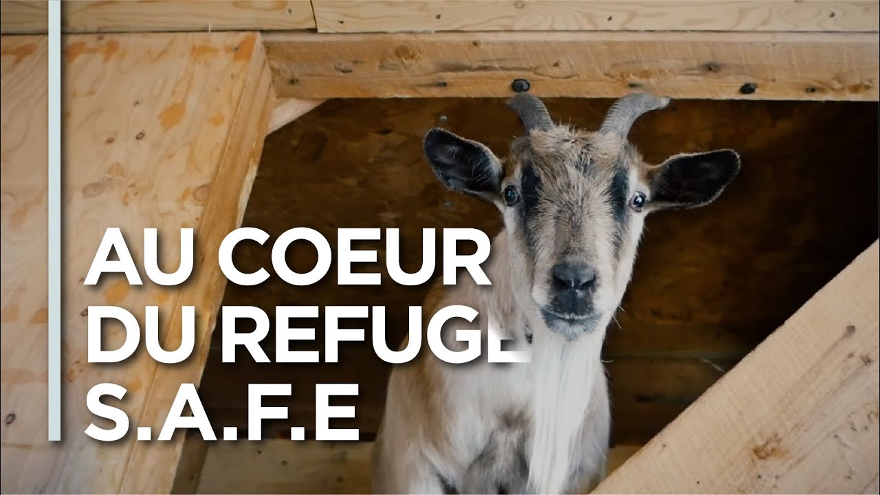 EP14 - LE REFUGE SAFE! - Sanctuaire pour animaux de ferme de l’Estrie