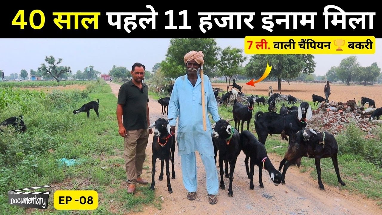 GOAT FARMING DOCUMENTARY EP-08, 40 साल पहले 11 हजार इनाम 7 ली वाली JAKHRANA बकरी