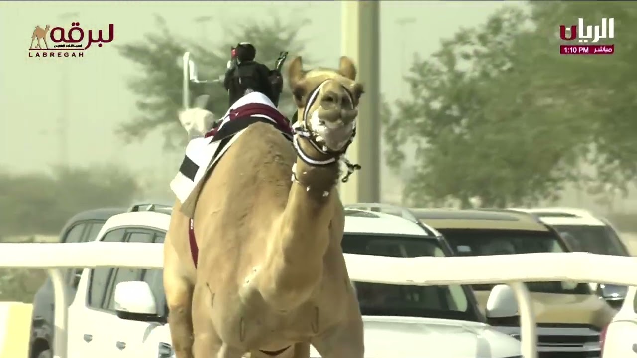 لقاء مع جابر بن حمد الجهيم.. الشلفة الفضية للجذاع بكار مفتوح بمهرجان سمو الأمير الوالد 08-02-2026
