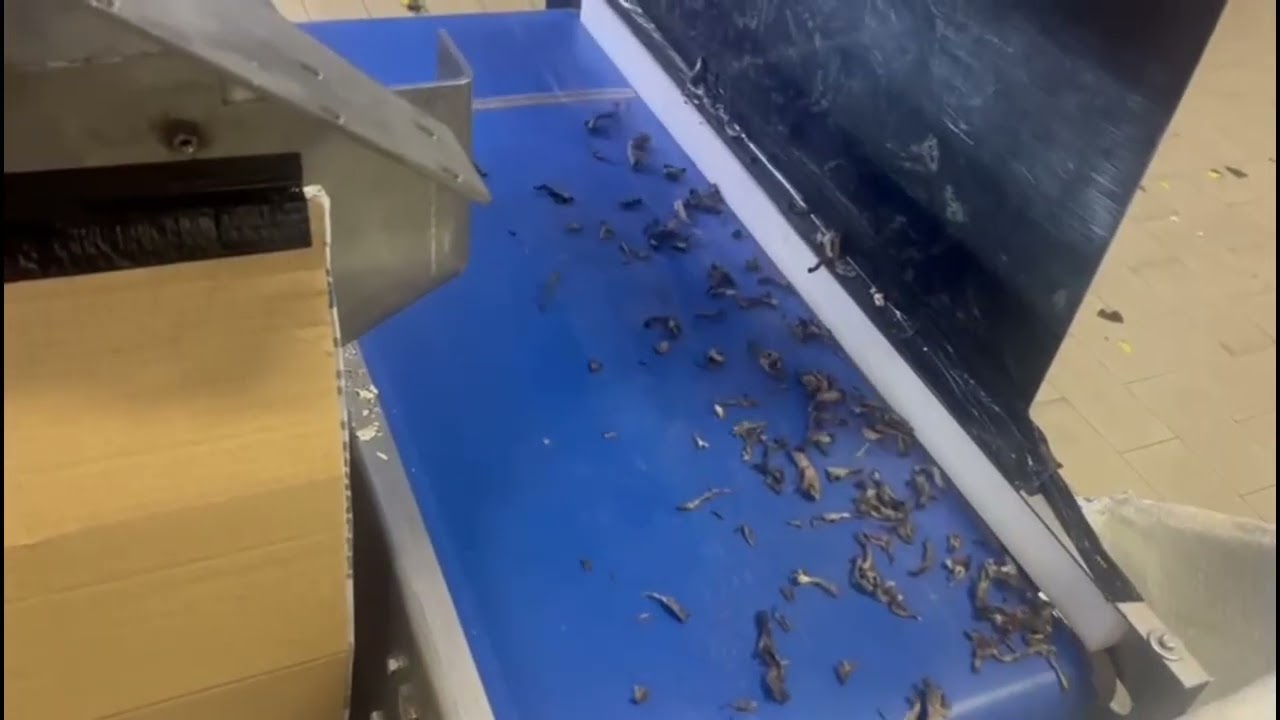 Mushroom Optical Sorting Test 3