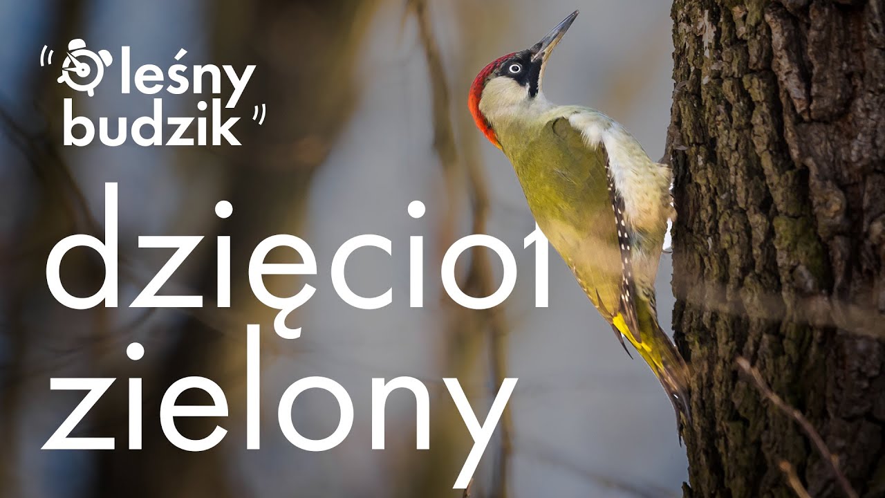 Leśny Budzik - Dzięcioł Zielony