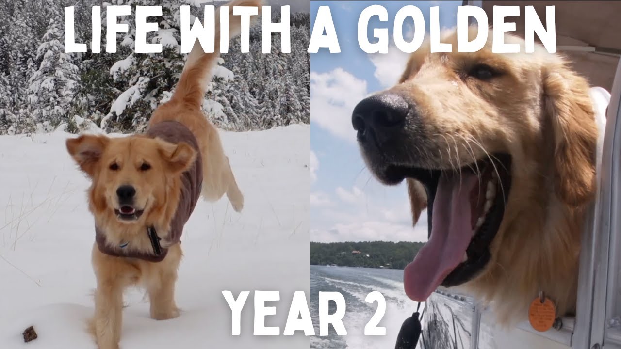 365 days with a golden retriever | MUST WATCH if you love goldens!