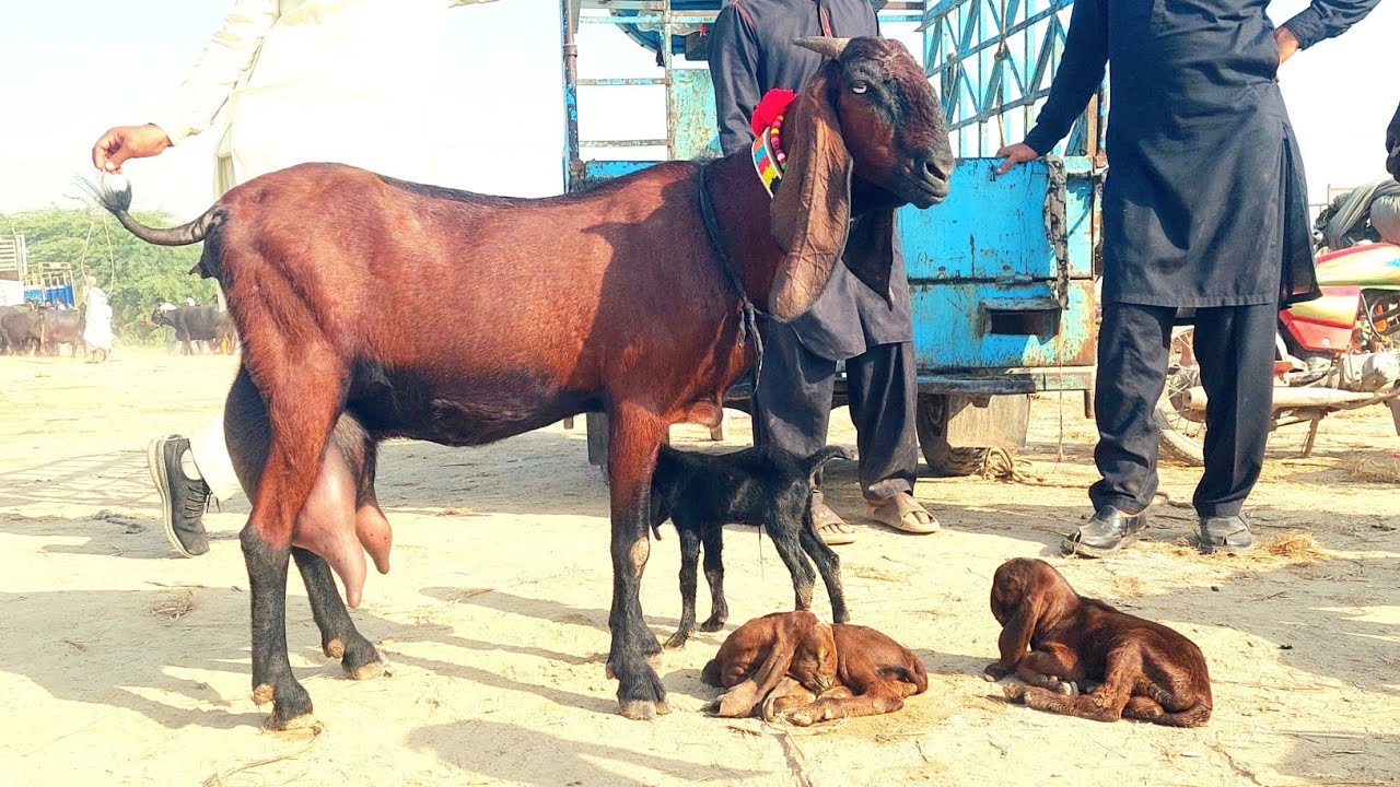 18 February 2026 Live Faislabad Bakra Mandi Today Latest Update-Milking Goats With Kids-Breeders 