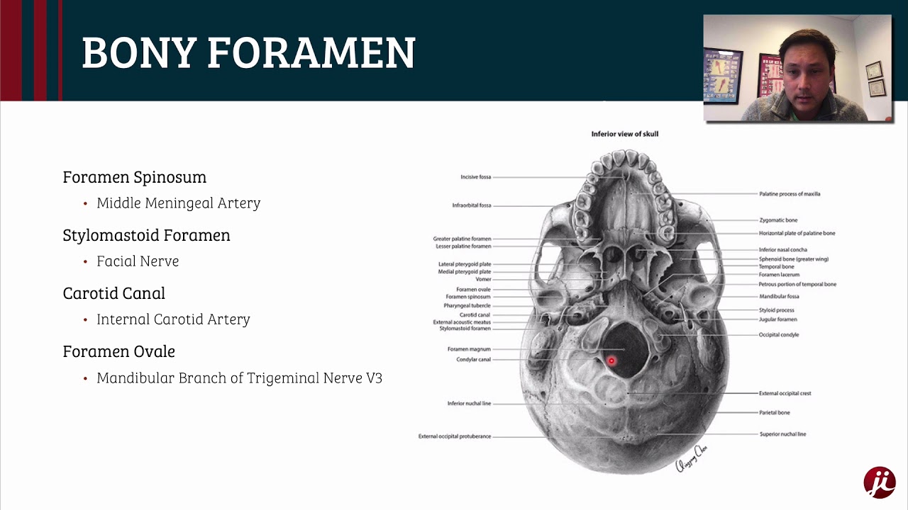 Cranial Anatomy and the Infratemporal Fossa