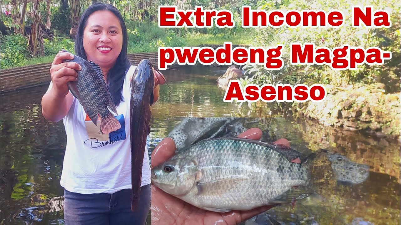 Teacher, Nakita ang Potential Income sa Hito at nabenta ng 220/ Kilo?
