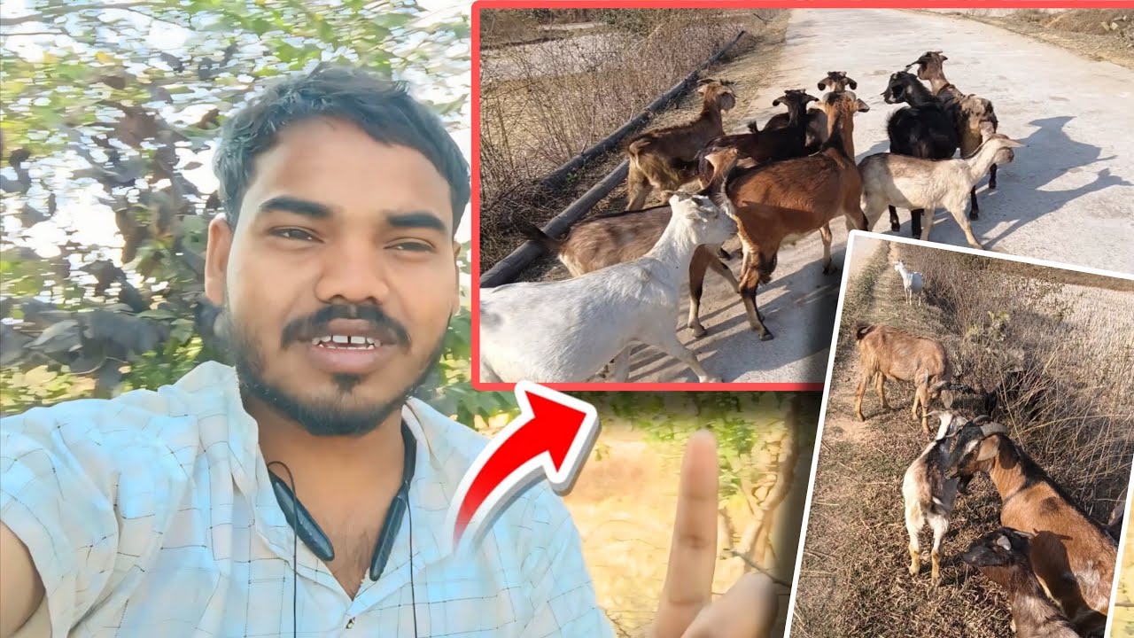 Part 2 Aajj me  bakri sb ko dur charane le aya hu | 😮