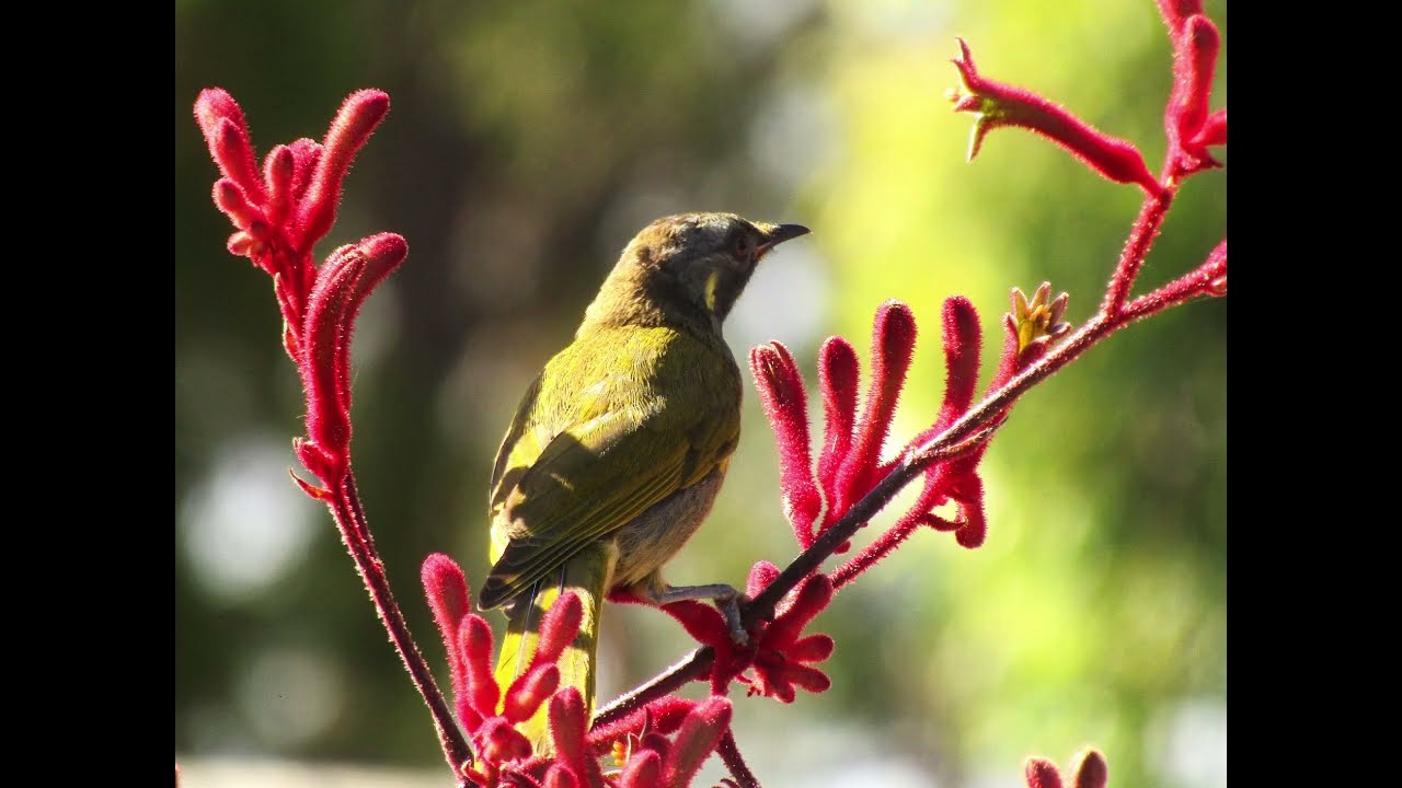 honeyeater on the kangaroo paw plant