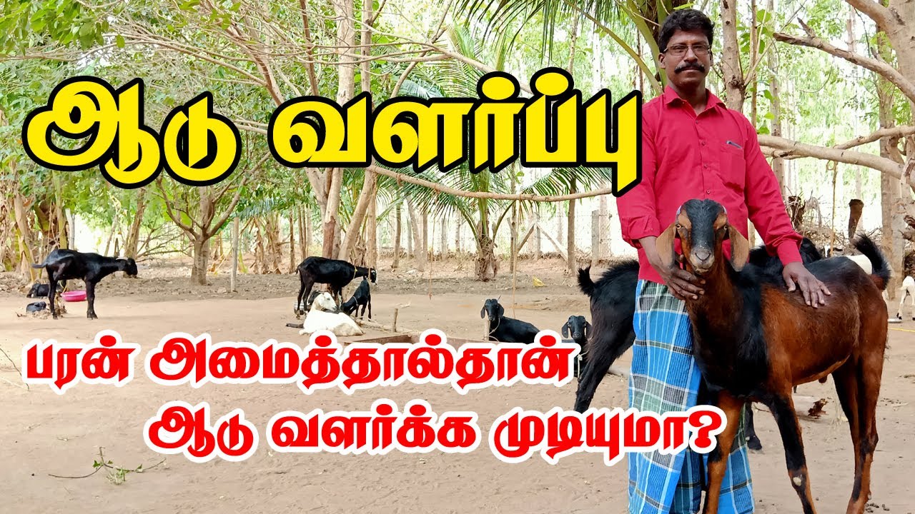 பரண் அமைத்தால்தான் ஆடு வளர்க்க முடியுமா | ஆடு வளர்ப்பு | Integrated farm | Village Tamizhan