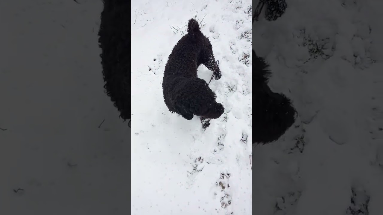 Año de nieves🫥año de vienes 🖤🖤🖤❄️ tizón a por 2026 💪😉