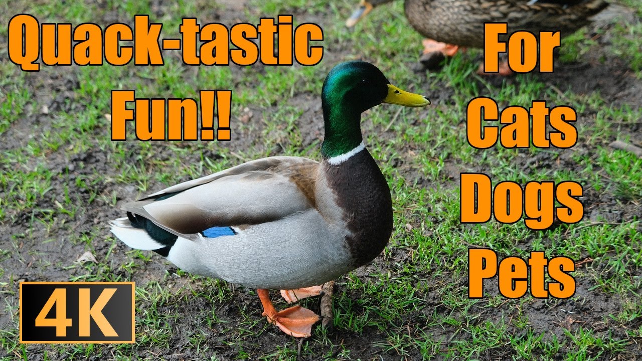 Duck Delight - A Pet-Friendly Feast for Cats, Dogs, and More!