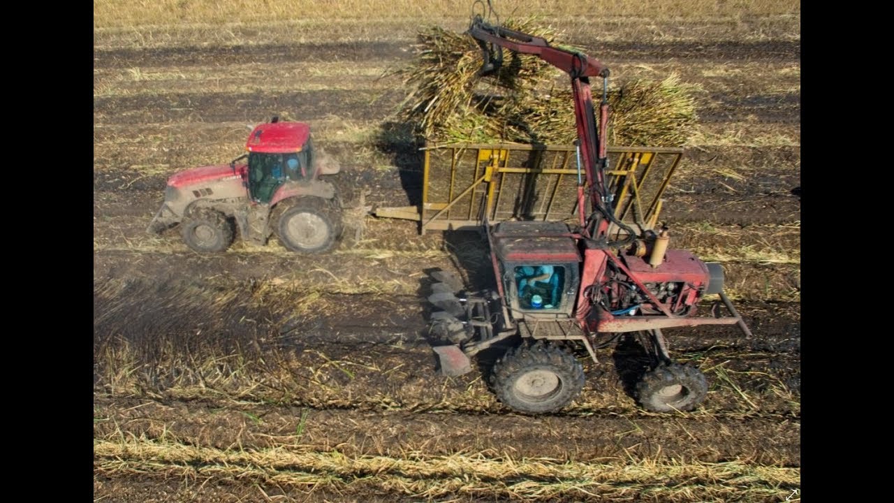 Loading Wholestalk Sugarcane for the 2017 Grinding in Louisiana 4K