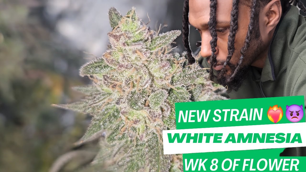 New Cannabis Strain 2024 - White Amnesia (Amnesia X White Widow) Week 8 of Flower