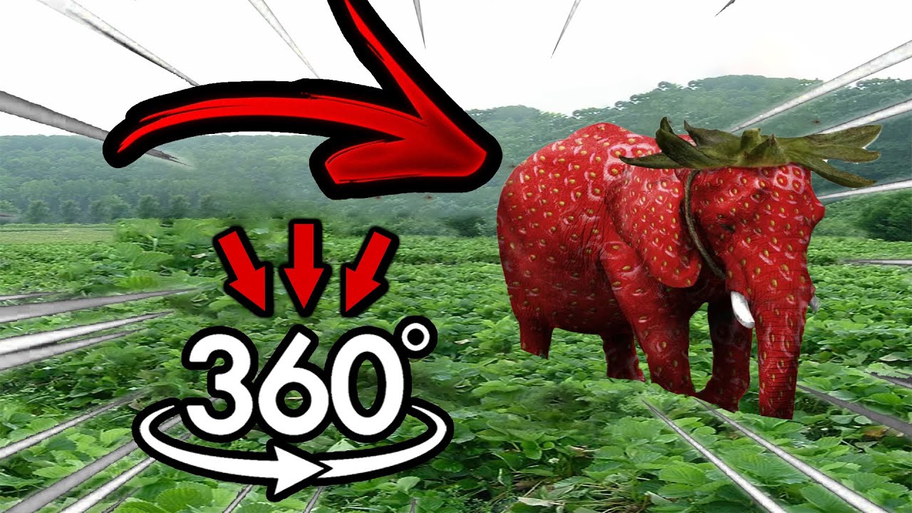 Strawberry Elephant Finding Challenge But it's 360 degree video