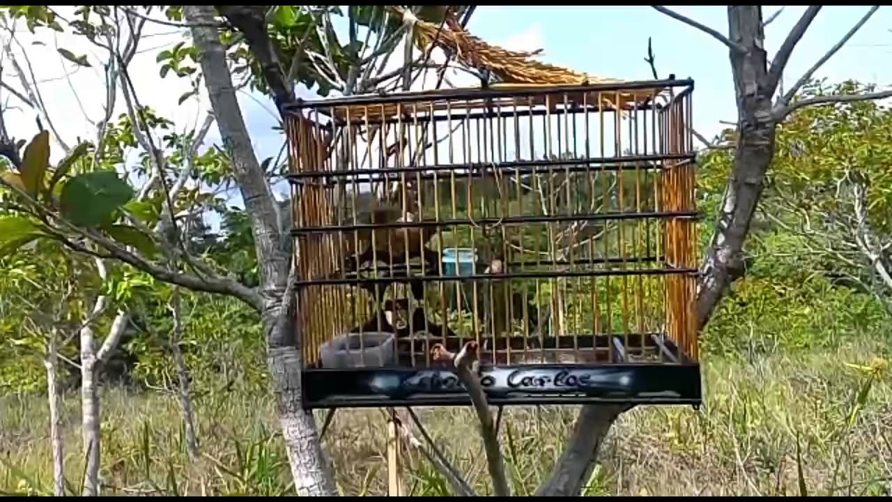 Curio e curiola do junior Macap&aacute;(13)