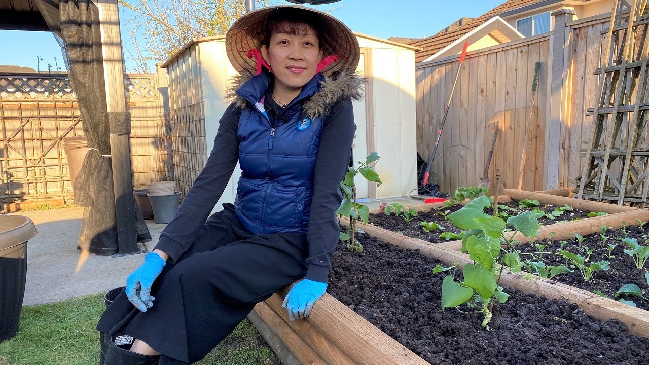 Trồng su su như thế nào để có giàn su su trĩu quả 🇨🇦530》  Vườn Rau Việt - Cuộc Sống Canada