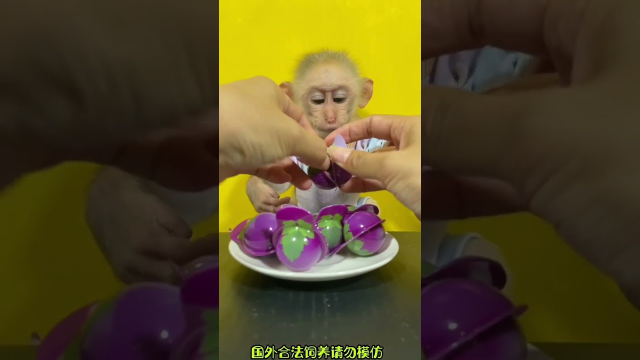funny monkey compilation,kiki the monkey,monkeys funny