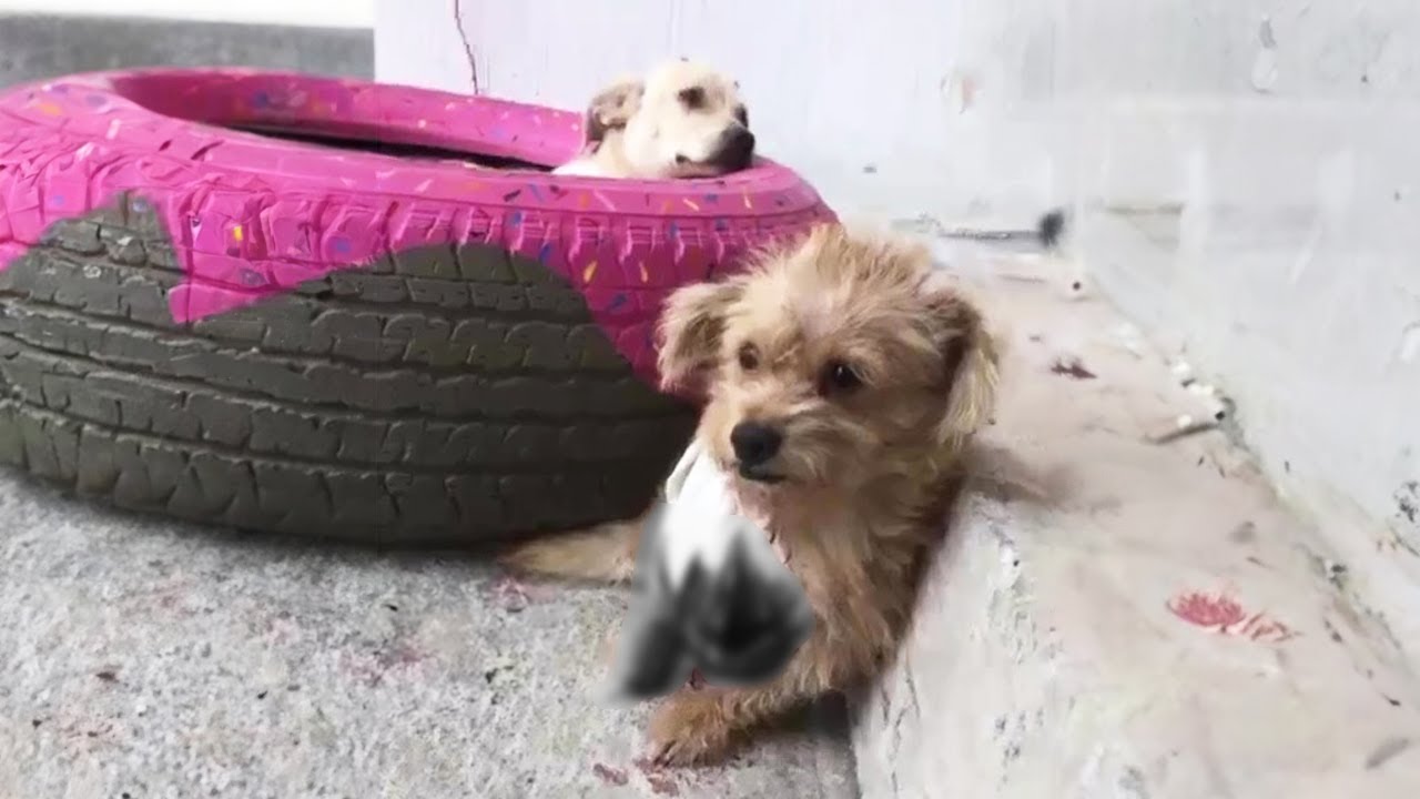 Having lost a leg, the mama dog endured it to protect her puppy from the owner