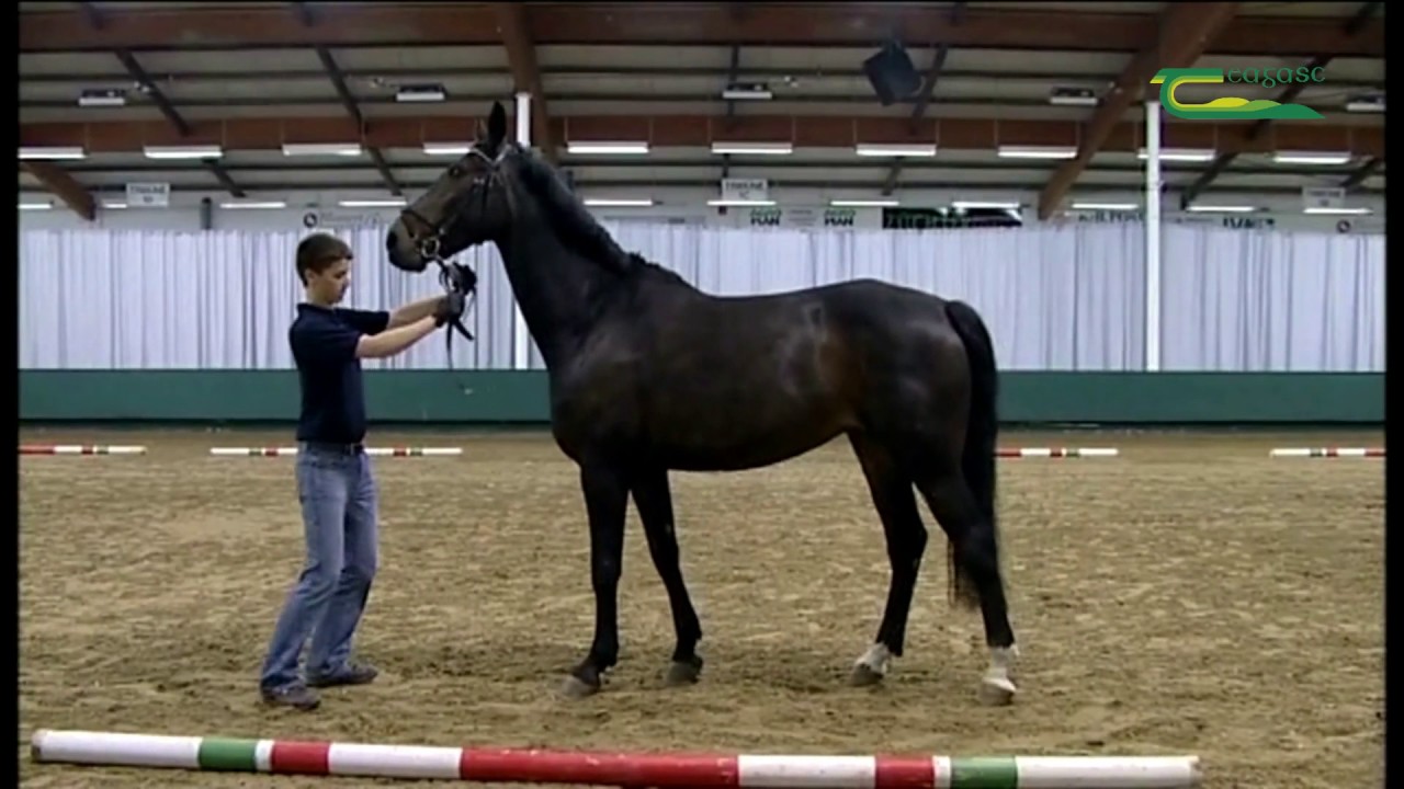 A guide to showing a horse in hand using the triangle for the 'Young Breeders Competition'