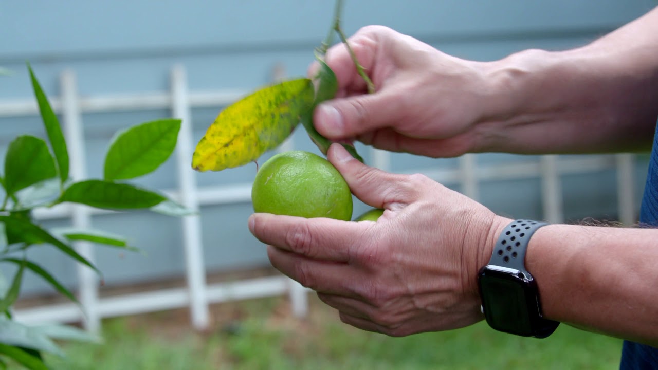 Don't Spread the Asian Citrus Psyllid