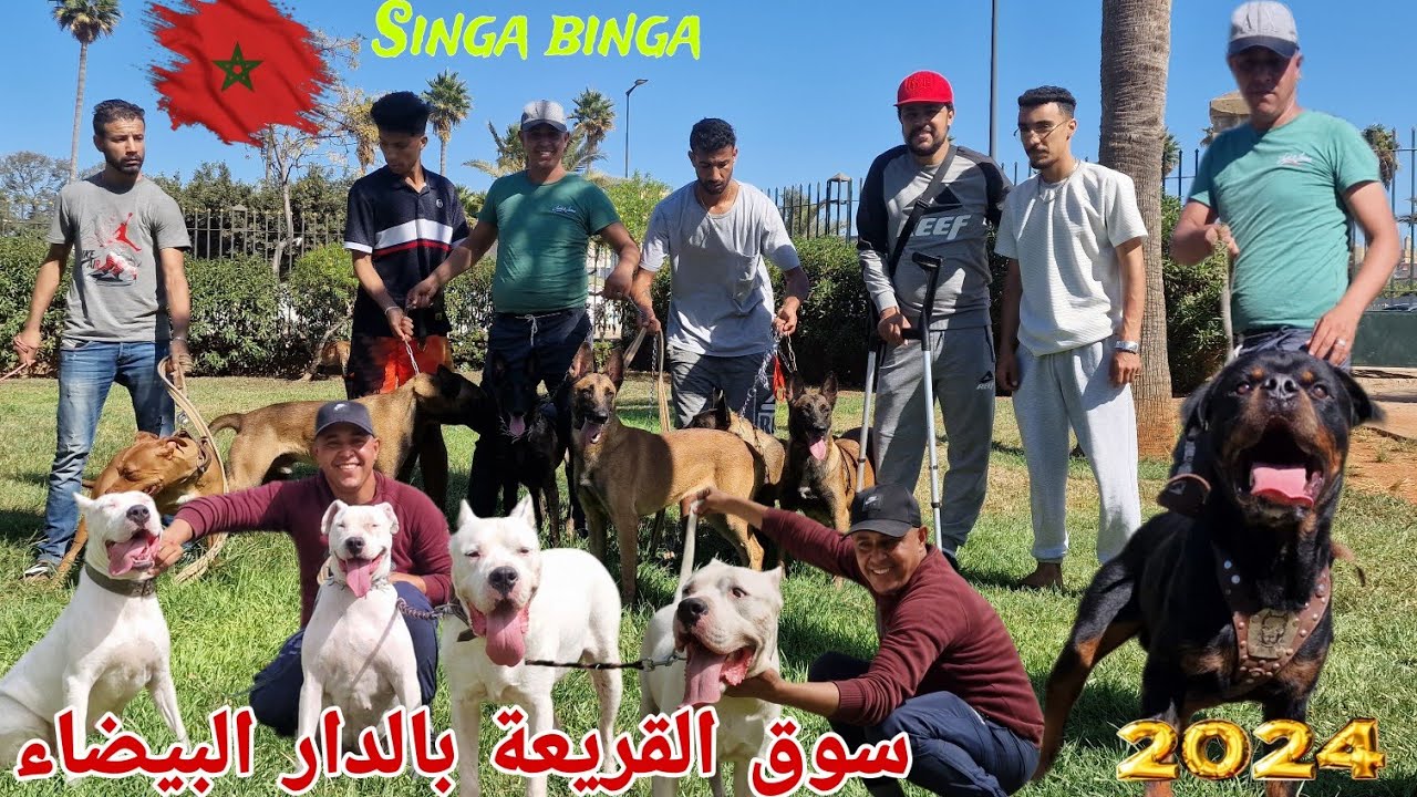 سوق القريعة بالدار البيضاء 🇲🇦🇲🇦 يوم الاحد 22/9/2024 مع باعة جميع انواع كلاب حراسة🥇 واشرس🔥 مع مراد 04