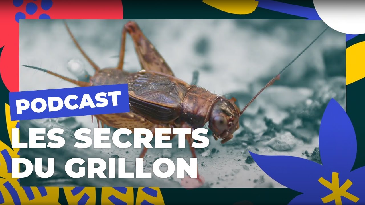 Le grillon des bois parisiens et ses secrets | Brèves de nature sauvage | Paris Podcast 🎙