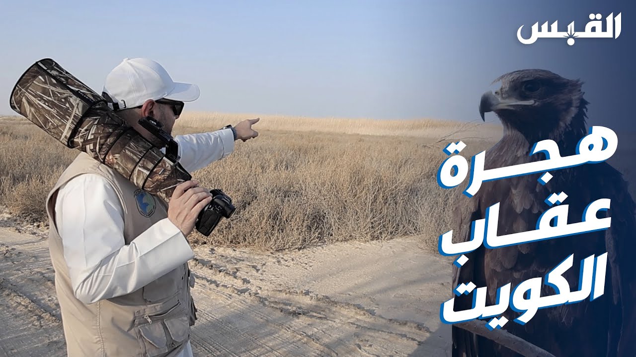 طائر عقاب الكويت يعود إلى الجهراء بعد هجرة استمرت 6 أشهر