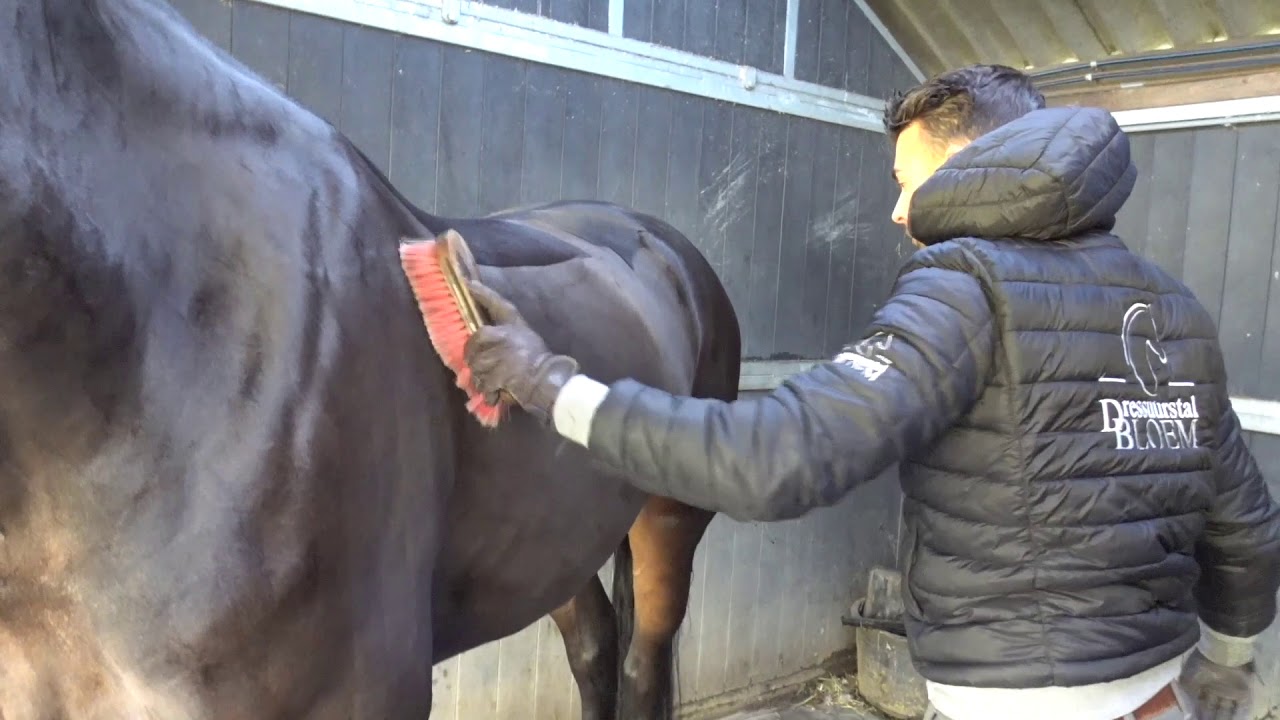 Paard scheren tutorial & unboxing | Dressuurstal Bloem