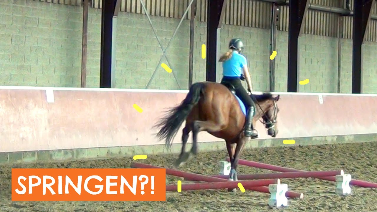 Mijn paarden houden meer van springen | Vlog #22