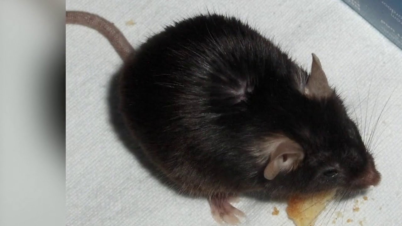Beethoven mice might hold key to deafness cure