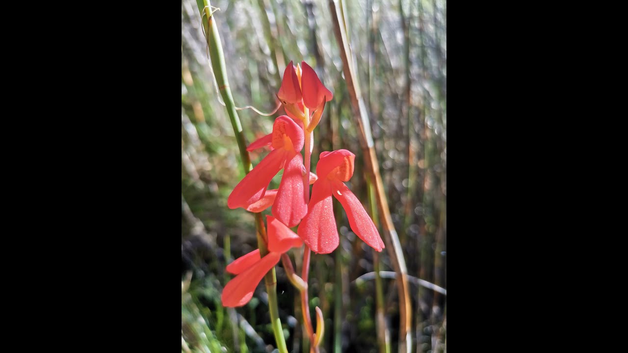 Update from THE LANGEBERG